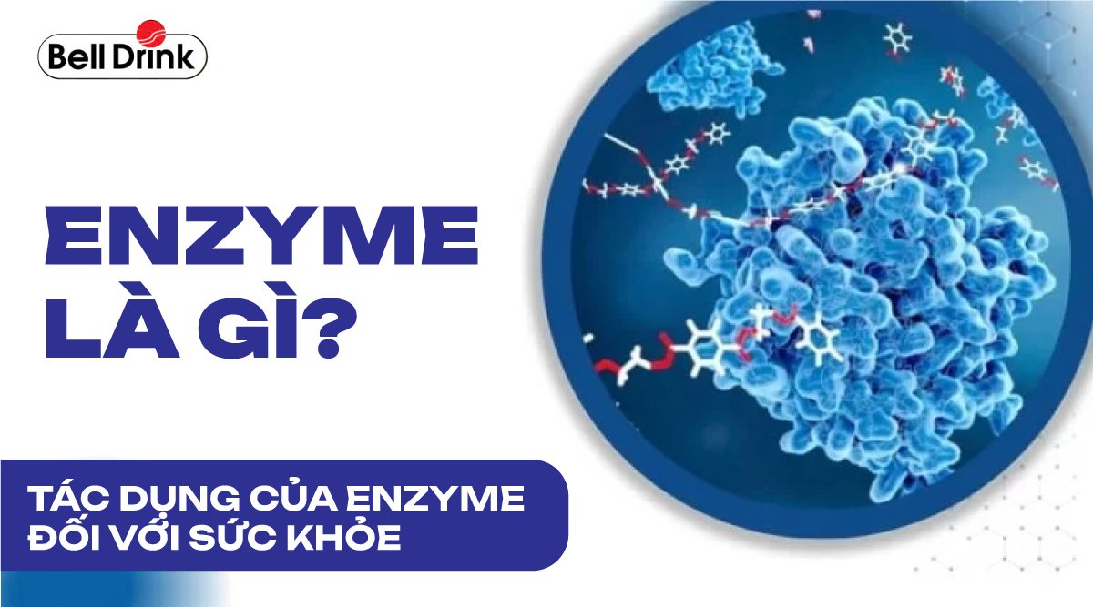 Enzyme là gì? Tác dụng của Enzyme đối với sức khỏe